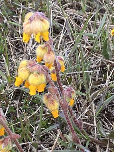 Hermannia decumbens, photographed by Christina