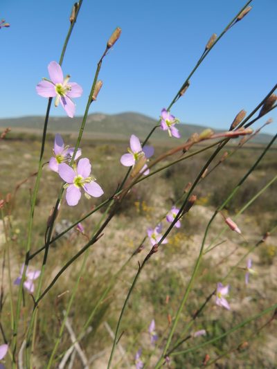 Heliophila linoides, photographed by Jacques van der Merwe