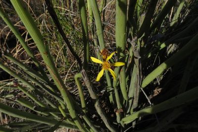 Senecio junceus, photographed by Brian du Preez