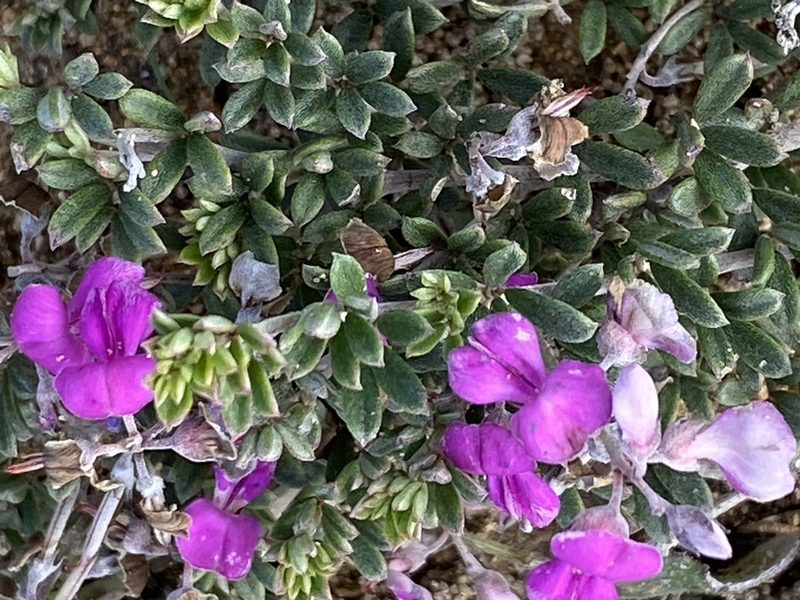 Indigofera calcarea, photographed by Christina