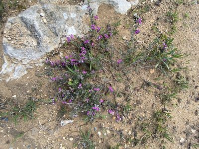 Indigofera calcarea, photographed by Christina
