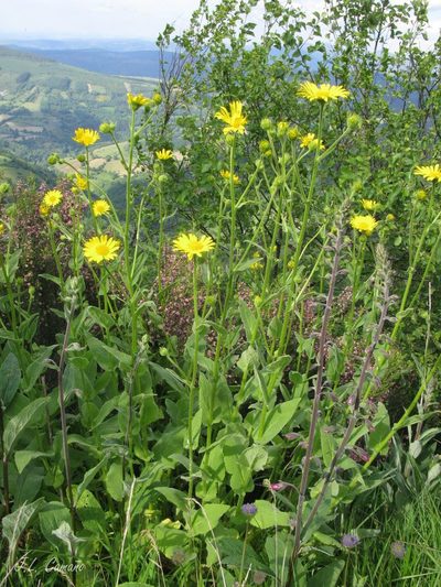 Doronicum carpetanum, photographed by José Luis Camaño