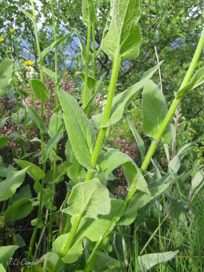 Doronicum carpetanum, photographed by José Luis Camaño