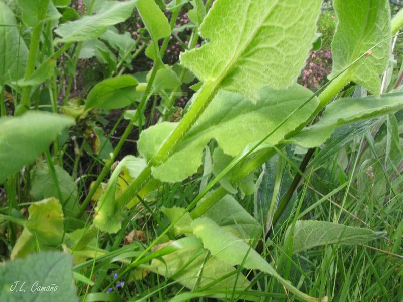 Doronicum carpetanum, photographed by José Luis Camaño
