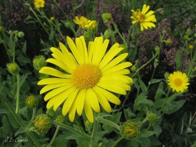Doronicum carpetanum, photographed by José Luis Camaño