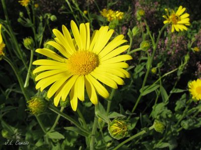 Doronicum carpetanum, photographed by José Luis Camaño