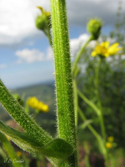 Doronicum carpetanum, photographed by José Luis Camaño