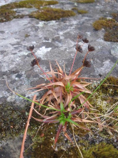 Juncus cephalotes, photographed by Caroline Voget