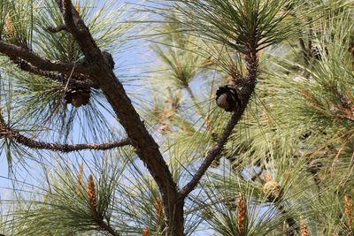 Pinus oocarpa, photographed by Viacheslav Shalisko