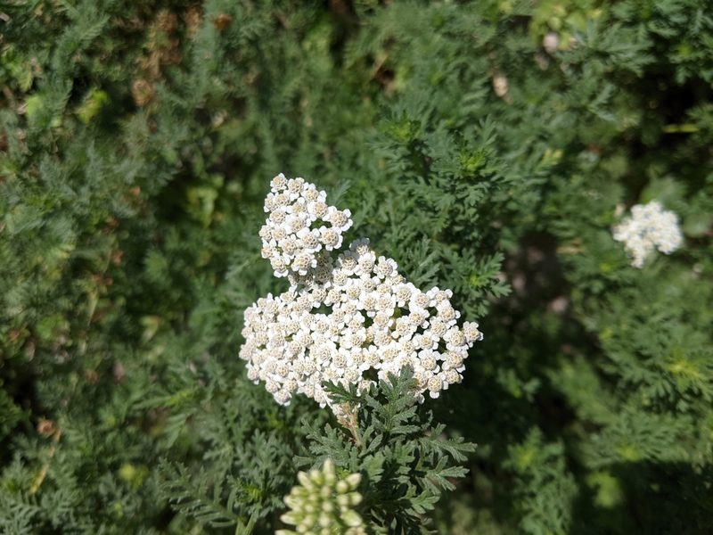 Achillea ligustica, photographed by bemma