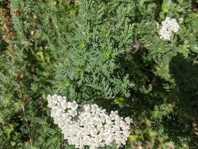 Achillea ligustica, photographed by bemma