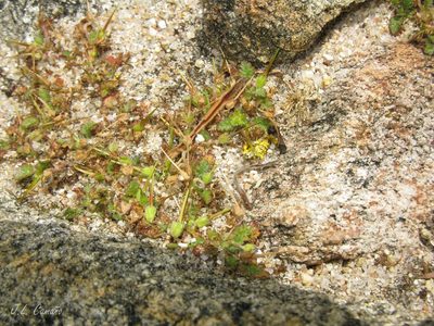 Erodium maritimum, photographed by José Luis Camaño