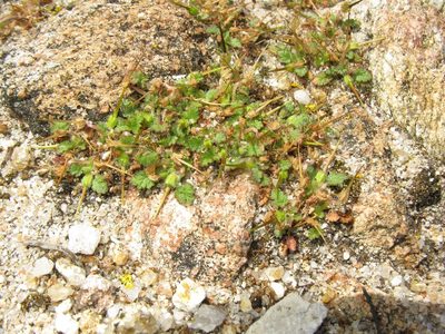 Erodium maritimum, photographed by José Luis Camaño