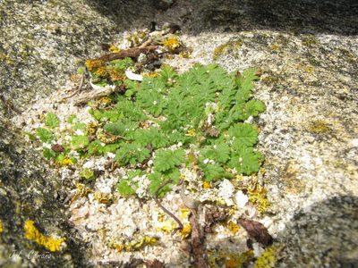 Erodium maritimum, photographed by José Luis Camaño