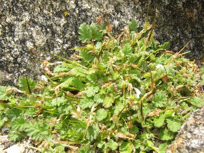 Erodium maritimum, photographed by José Luis Camaño