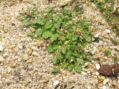Erodium maritimum, photographed by José Luis Camaño