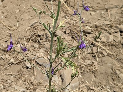 Delphinium halteratum, photographed by bemma