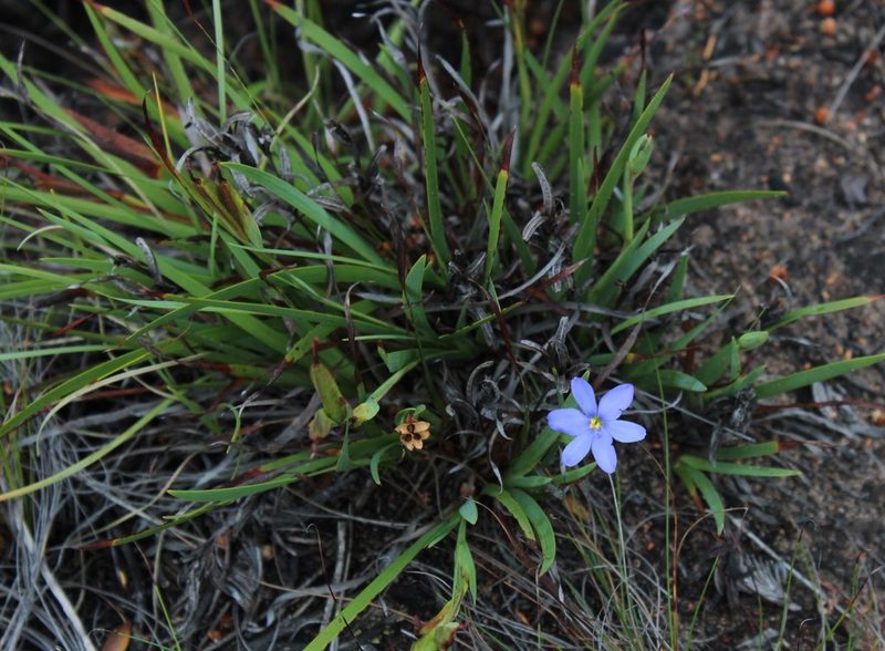 Aristea ensifolia, photographed by Tony Rebelo