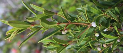 Cassine parvifolia, photographed by Tony Rebelo