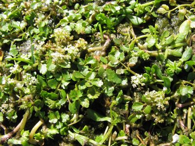 Helosciadium inundatum, photographed by José Luis Camaño