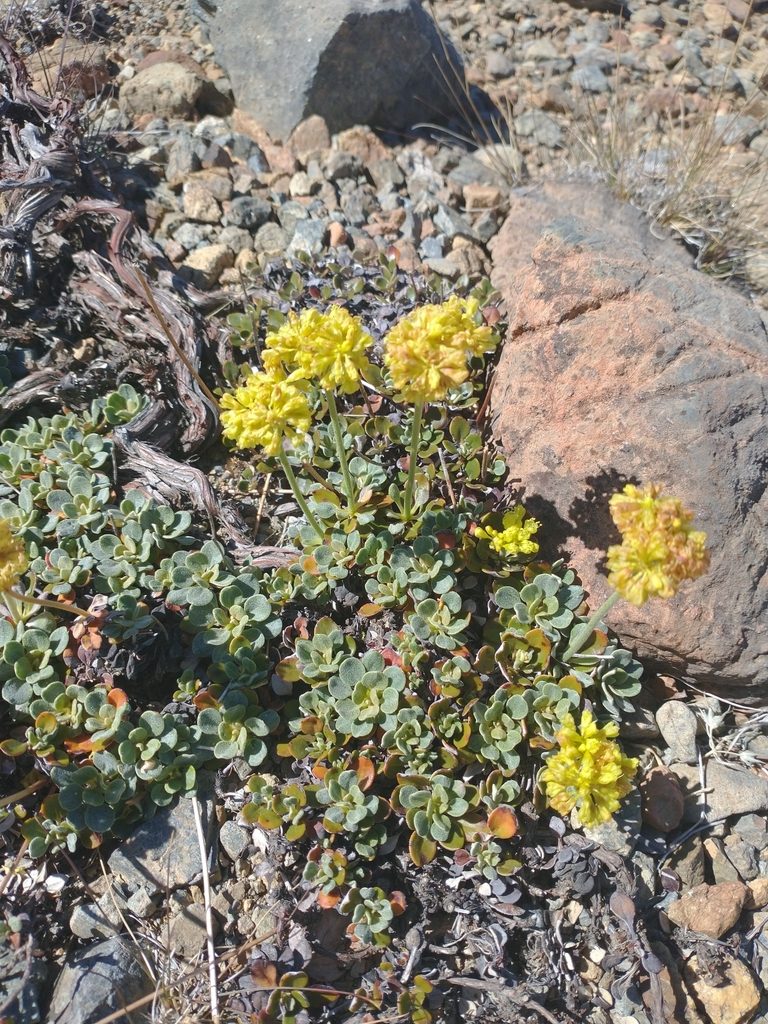 Eriogonum ternatum, photographed by Drew Meyer