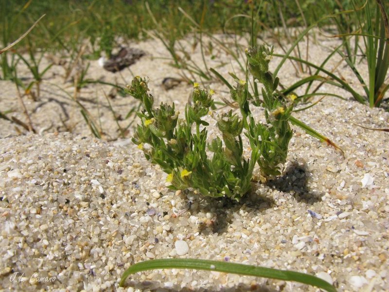 Linaria arenaria, photographed by José Luis Camaño