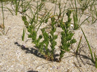 Linaria arenaria, photographed by José Luis Camaño
