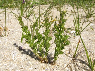 Linaria arenaria, photographed by José Luis Camaño