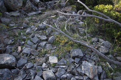 Asparagus declinatus, photographed by Tony Rebelo
