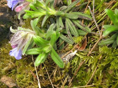 Glandora diffusa, photographed by José Luis Camaño