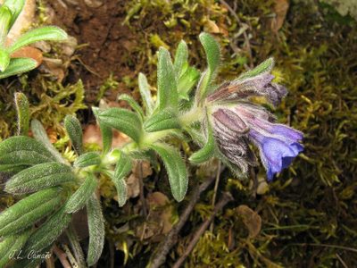 Glandora diffusa, photographed by José Luis Camaño