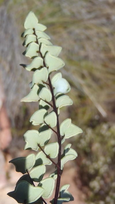 Choristosoria leucomelas, photographed by Nicola van Berkel