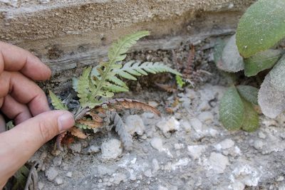 Woodwardia spinulosa, photographed by Viacheslav Shalisko