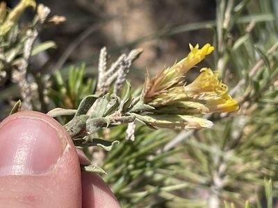 Chrysothamnus depressus, photographed by Bobby McCabe