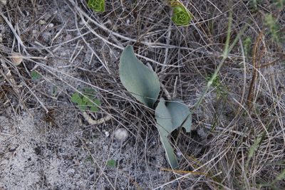 Eriospermum lanceifolium, photographed by Tony Rebelo