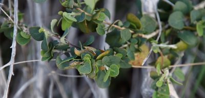 Cissampelos capensis, photographed by Tony Rebelo