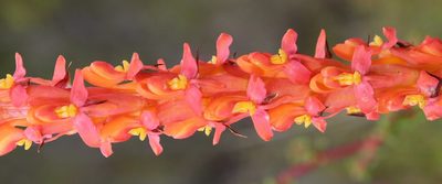 Disa chrysostachya, photographed by Tony Rebelo
