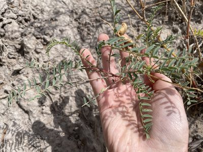 Astragalus praelongus, photographed by Bobby McCabe
