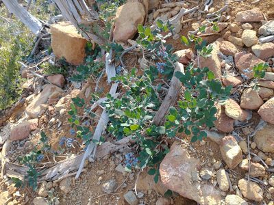 Berberis pumila, photographed by Drew Meyer