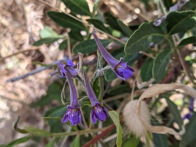 Delphinium halteratum, photographed by bemma