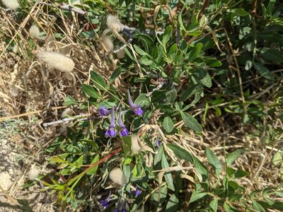 Delphinium halteratum, photographed by bemma