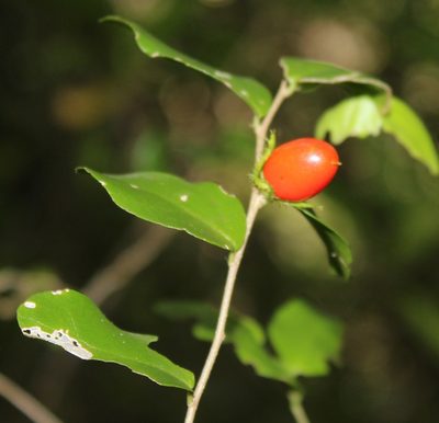 Dovyalis rhamnoides, photographed by Tony Rebelo
