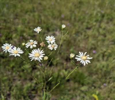Solidago ptarmicoides, photographed by Ethan Rose
