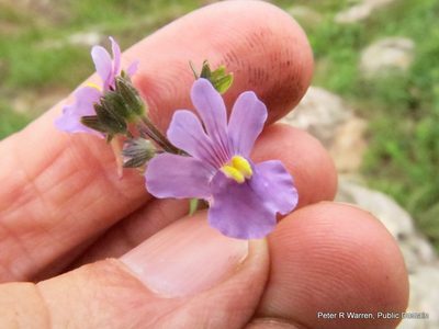 Nemesia denticulata, photographed by Peter Warren