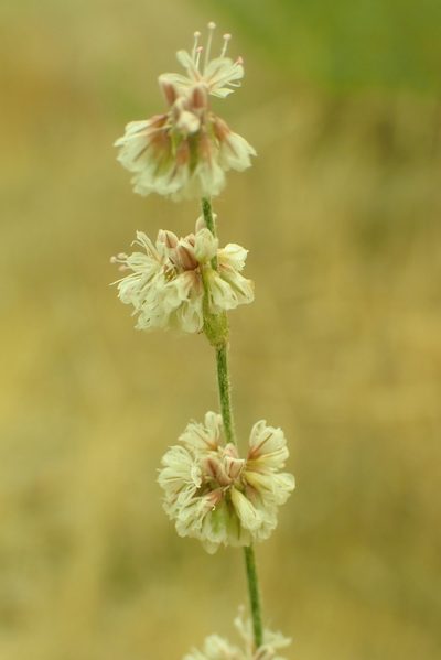 Eriogonum roseum, photographed by Steve Woodward