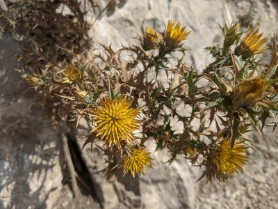 Carlina corymbosa, photographed by bemma