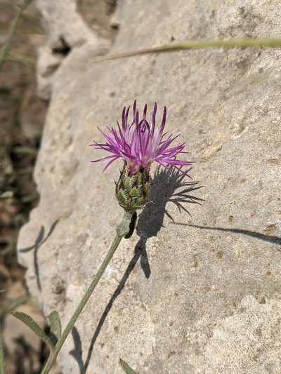 Centaurea tenorei, photographed by bemma