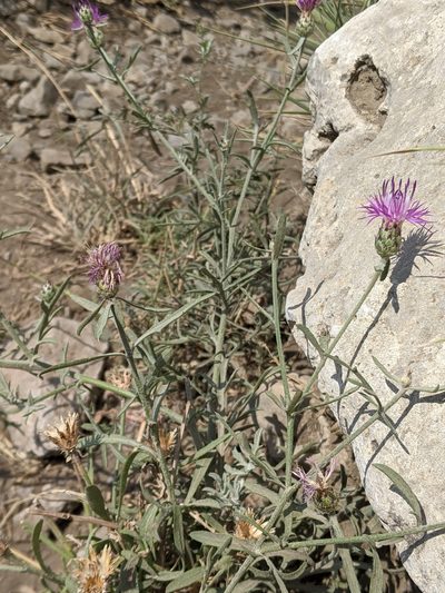Centaurea tenorei, photographed by bemma