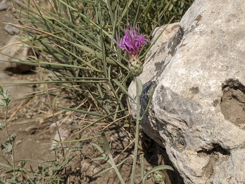 Centaurea tenorei, photographed by bemma