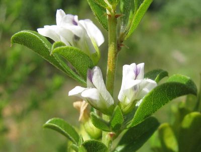 Psoralea prodiens, photographed by douglaseustonbrown